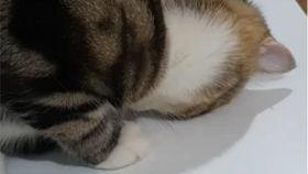 猫娘吃瓜视频大全集,趣味视频全集盘点 猫娘吃瓜视频大全集,趣味视频全集盘点
