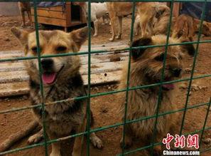养狗吃瓜的视频素材大全,养狗日常趣味视频集锦