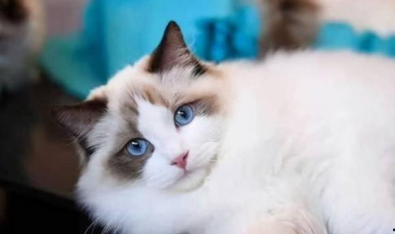 布偶猫吃瓜视频,萌态尽显，网友直呼“治愈系”